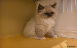 Ragdoll cats for sale: Beautiful Ragdoll Kittens Ready for Sale! - Advert 15