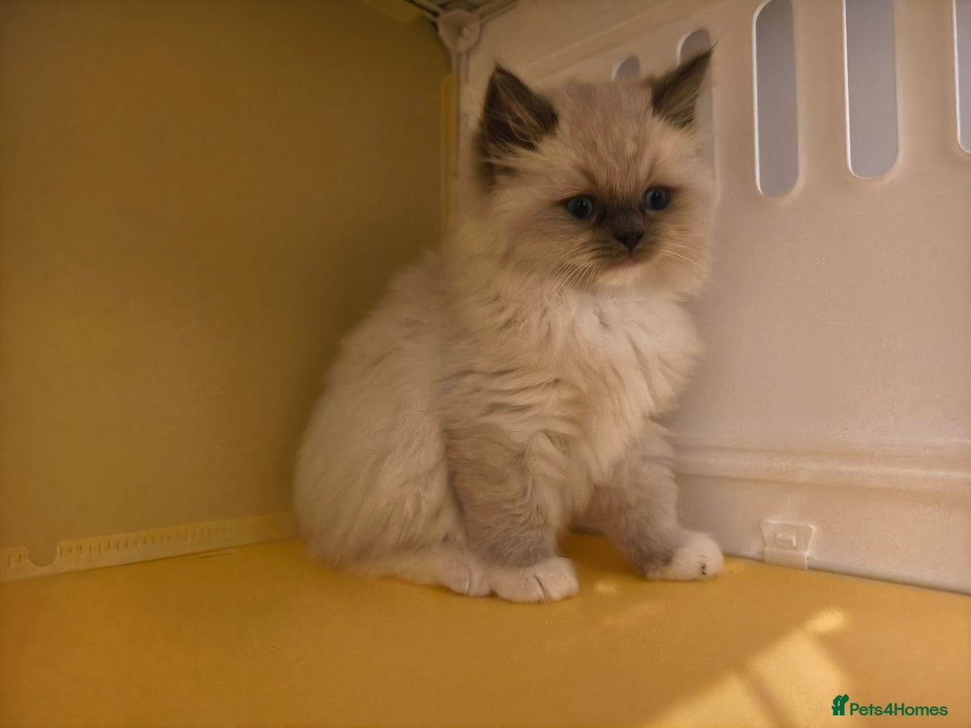 Ragdoll cats for sale: Beautiful Ragdoll Kittens Ready for Sale! - Advert 15