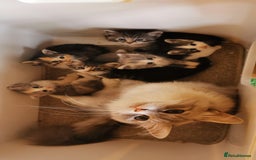 Siberian cats for sale:  Registered Calico Siberian kittens  - Image 8