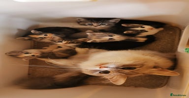 Siberian cats - Advert 6