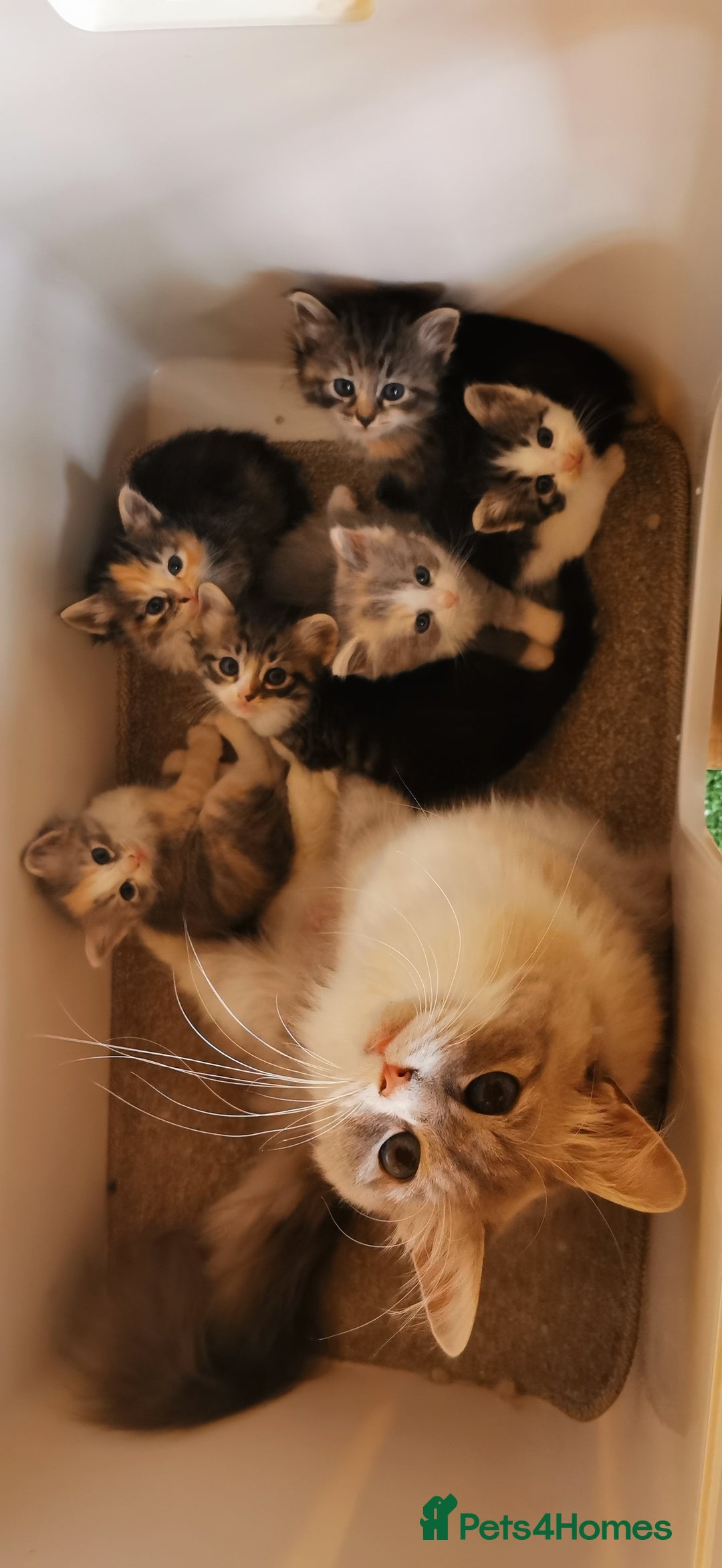 Siberian cats for sale:  Registered Calico Siberian kittens  - Image 8