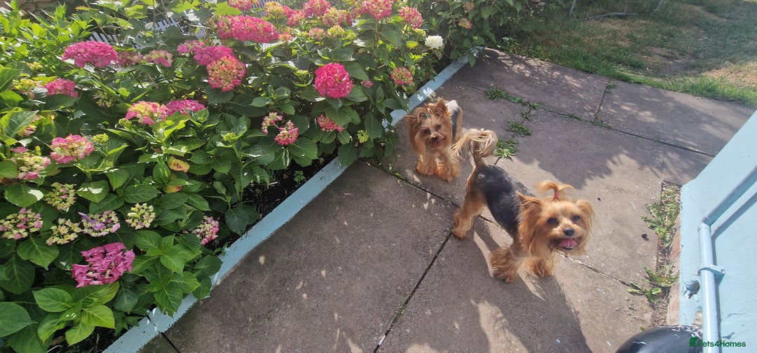 Yorkshire Terrier dogs for sale: Adult York Terrier for sale  - Image 17