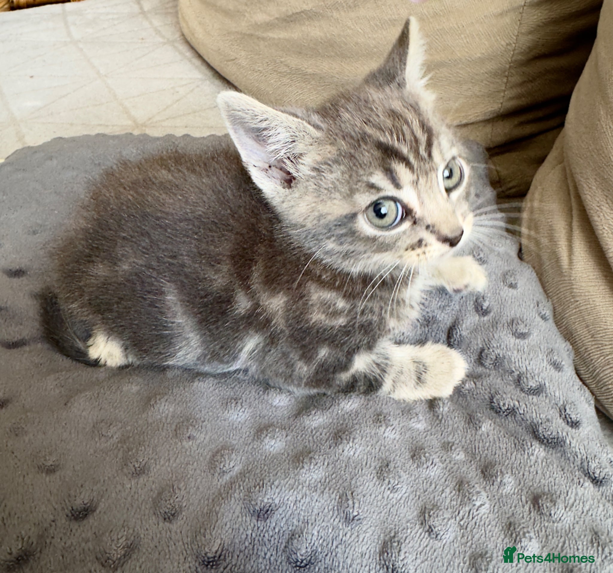 Mixed Breed cats A beautiful gray-brown tabby cat😍😍😍 - Advert 3