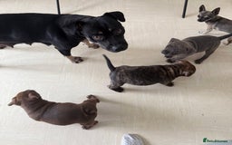 Staffordshire Bull Terrier dogs for sale: 🐾 Beautiful Staffordshire Puppies for Sale 🐾 - Image 17