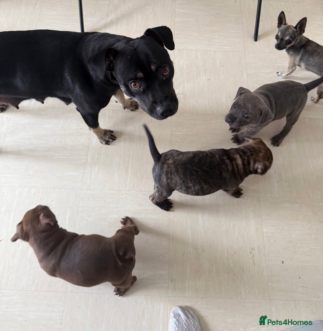 Staffordshire Bull Terrier dogs for sale: 🐾 Beautiful Staffordshire Puppies for Sale 🐾 - Image 17