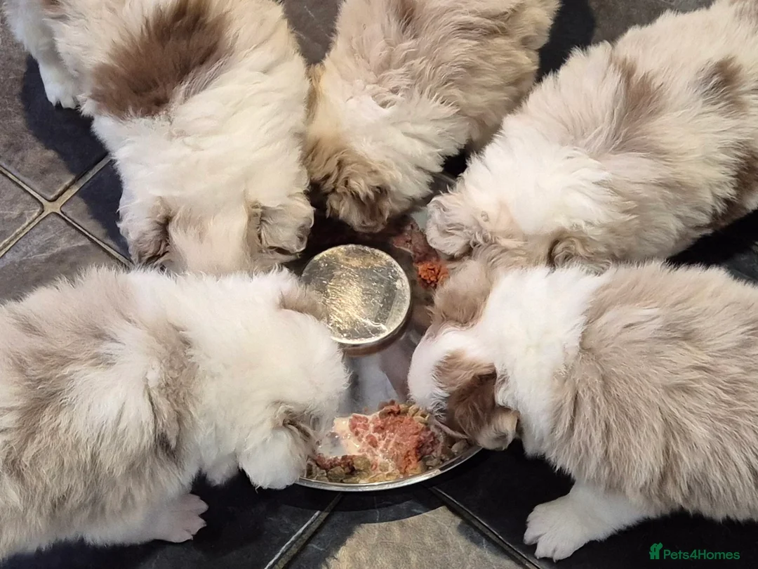 Border Collie dogs for sale: Outstanding litter Longhaired Merle border collies - Advert 18