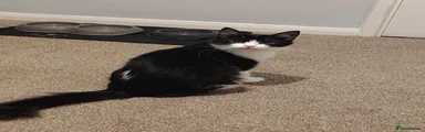 Oreo