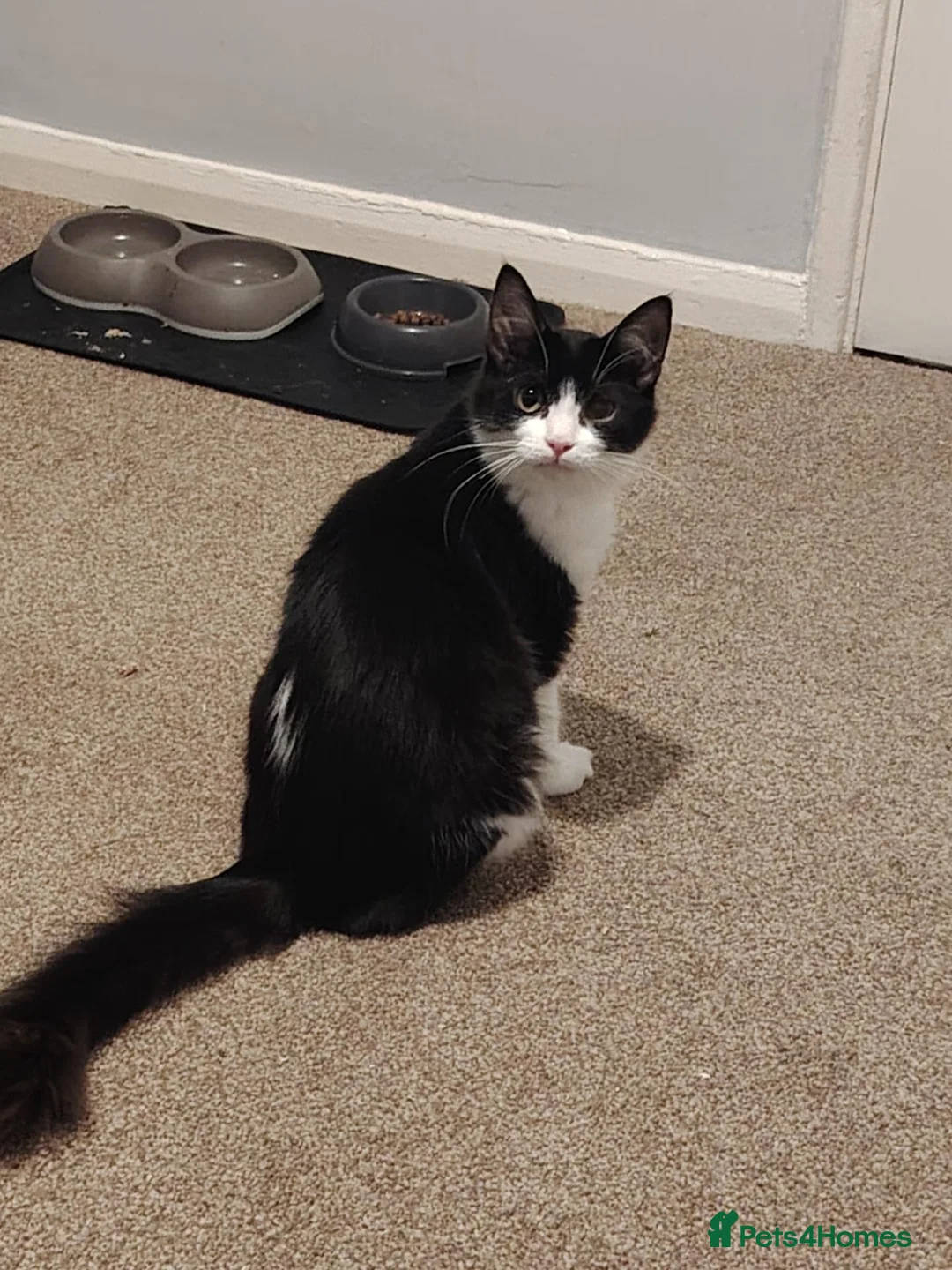 Domestic Shorthair cats for sale: Two Beautiful B&W Siblings 9 Months in Wrexham - Advert 2