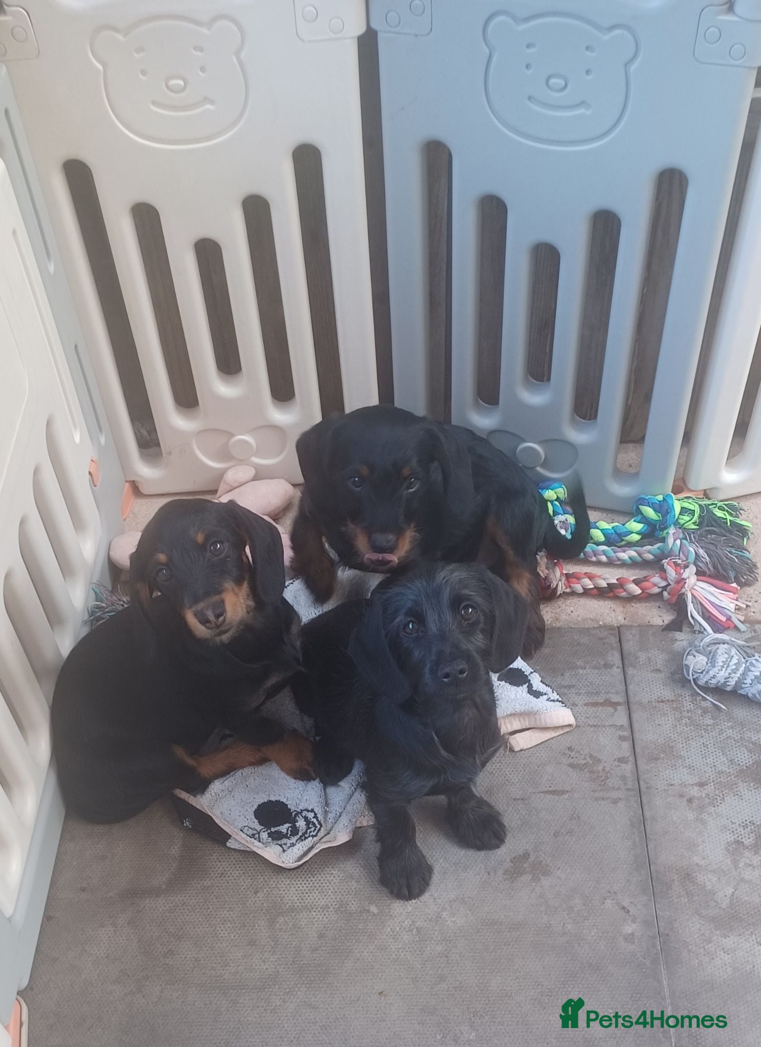 Doxiepoo dogs Adorable DoxiePoo Puppies. NOW FULLY VACCINATED  - Advert 2