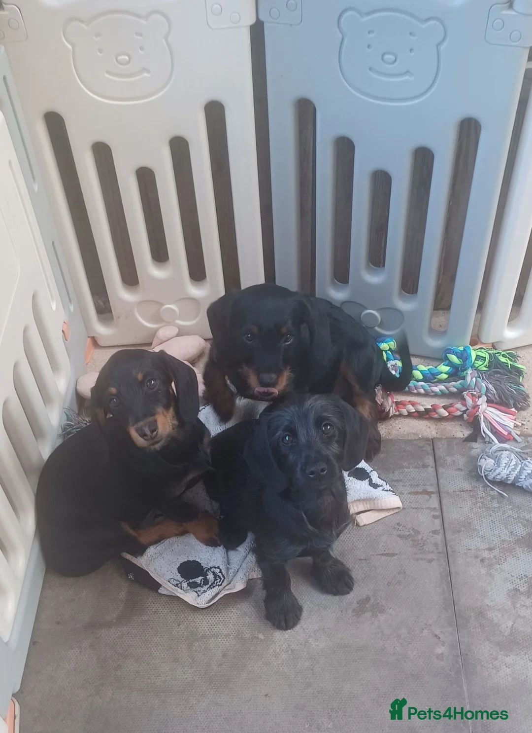 Doxiepoo dogs for sale: Adorable DoxiePoo Puppies. NOW FULLY VACCINATED  - Advert 1