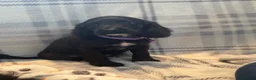 Sproodle dogs for sale: 4LEFT REDUCED!! BEAUTIFUL SPROODLE PUPS! - Advert 7