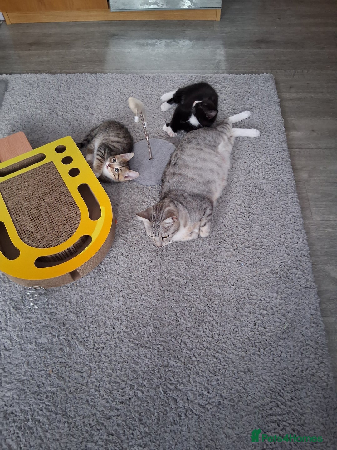 Bengal cats for sale: 2 girls  1 boy ready for a new home  - Image 4