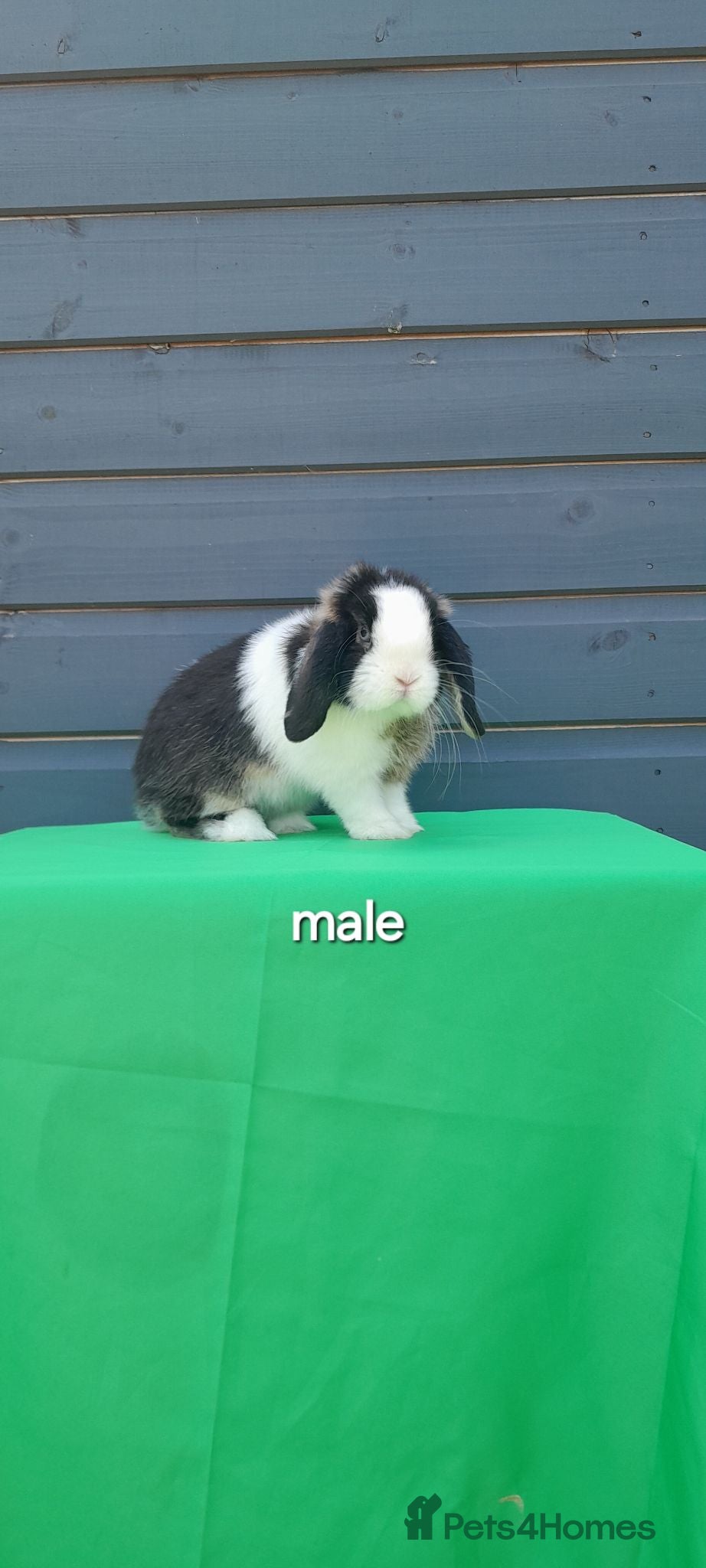 Mini Lop rabbits Purebred mini lop rabbits ready to leave  - Advert 1