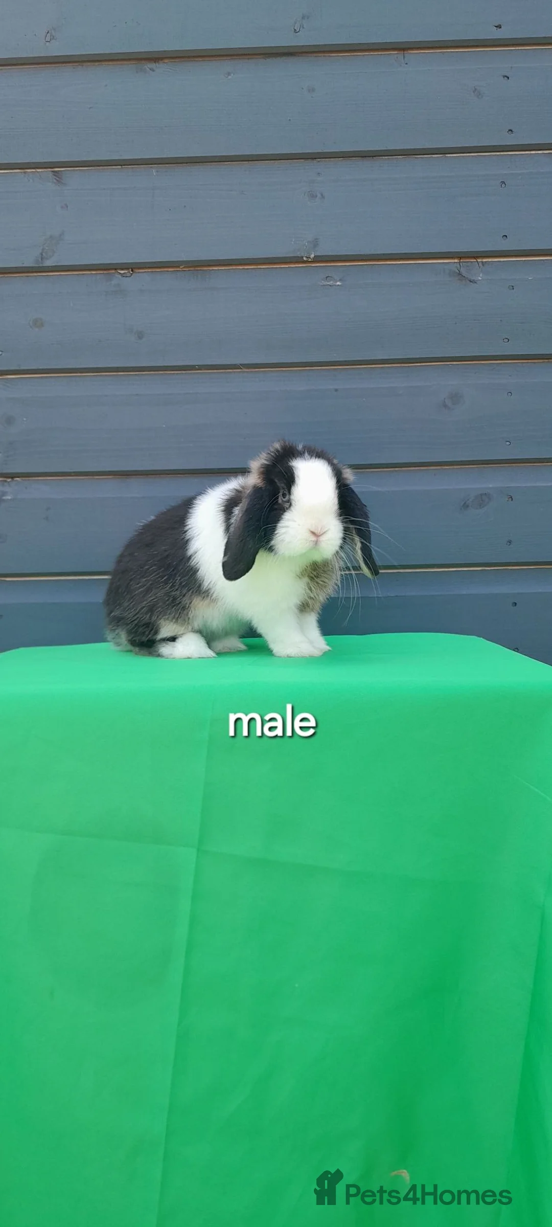 Mini Lop rabbits for sale: Purebred mini lop rabbits ready to leave  - Advert 1