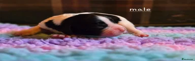 Mixed Breed Puppy 3