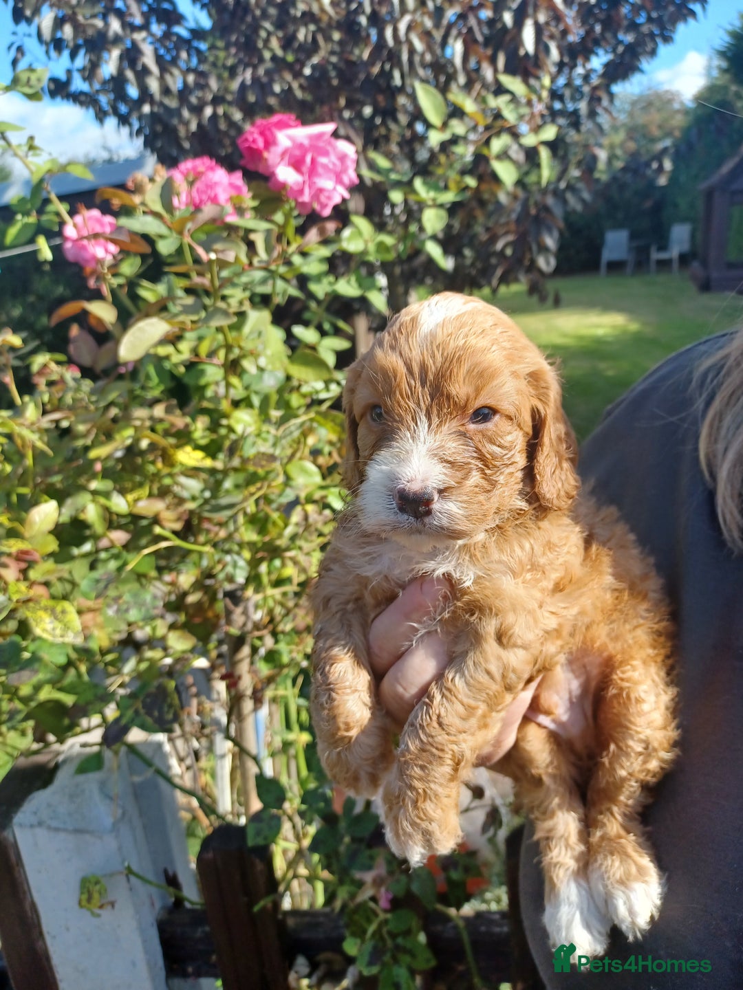 Cockapoo dogs for sale: Last one cockerpoo boy foxred  - Image 8