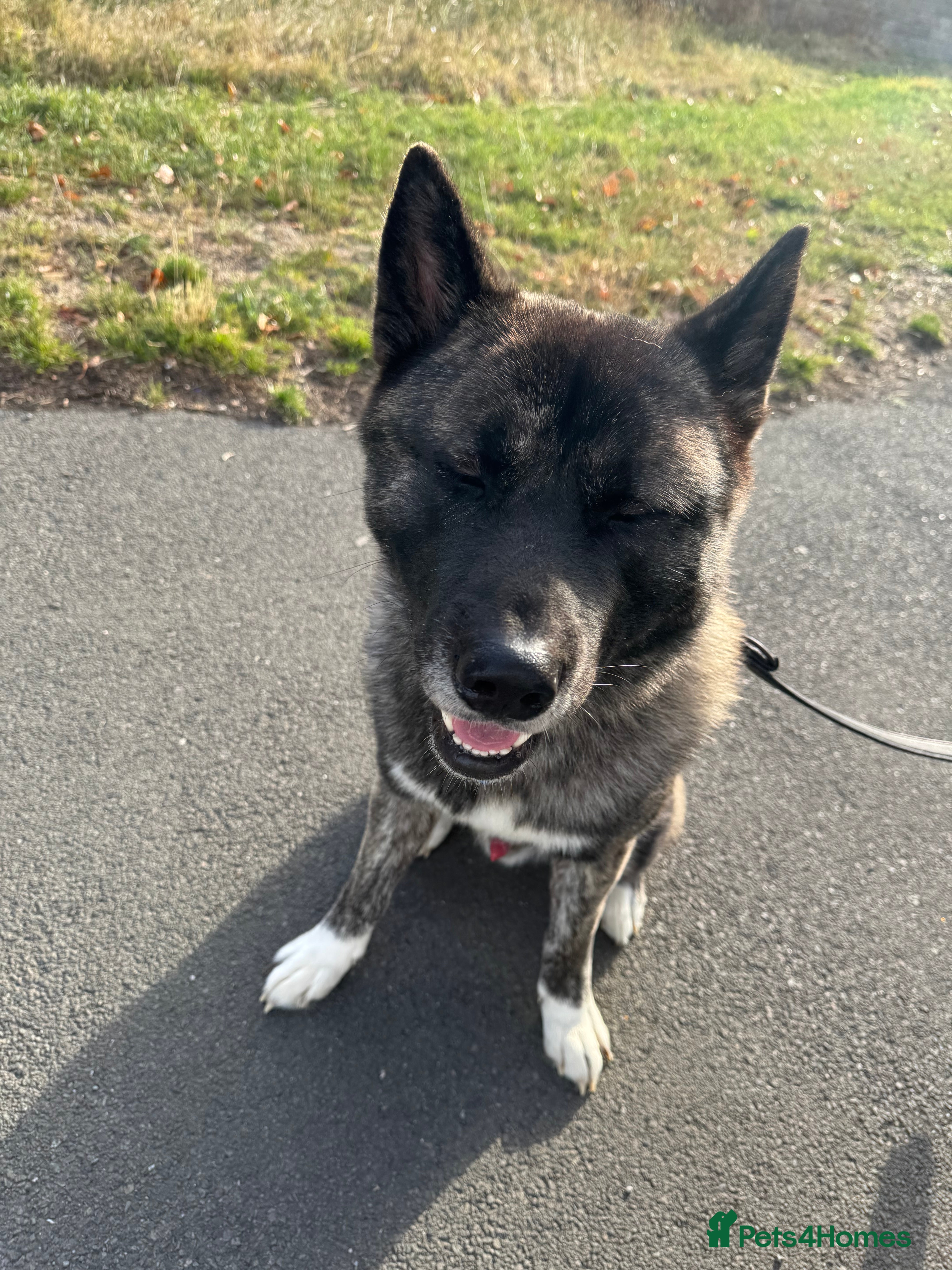 Mixed Breed dogs Male Akita cross Malamute  - Advert 1