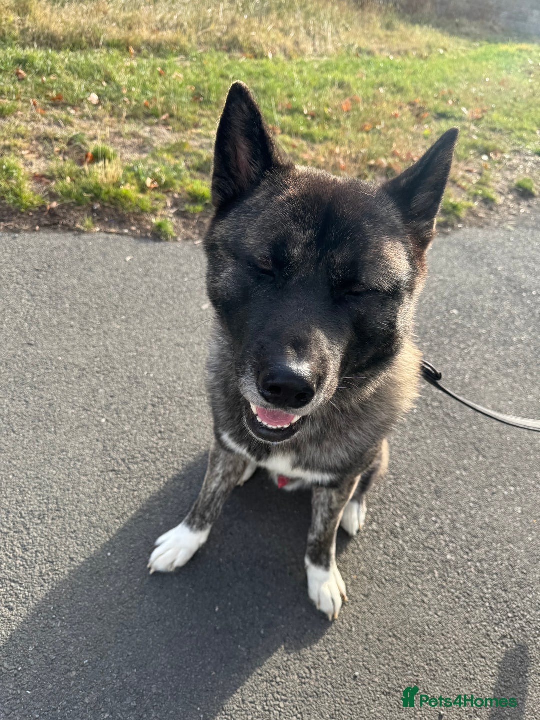 Mixed Breed dogs for sale: Male Akita cross Malamute  - Advert 1