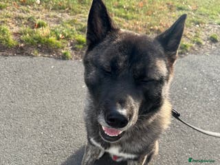 Mixed Breed dogs Male Akita cross Malamute - Advert 1