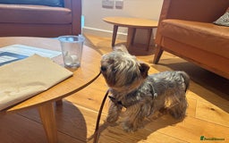 Yorkshire Terrier dogs for sale: Happy healthy Yorkshire terrier - Image 3