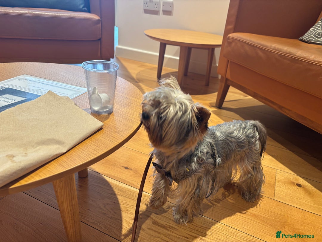 Yorkshire Terrier dogs for sale: Happy healthy Yorkshire terrier - Image 3