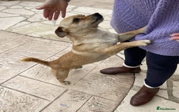 Mixed Breed dogs for adoption: Smiling Elvis  - Image 4
