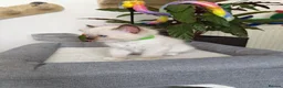 Ragdoll cats for sale: Pure breed ragdoll kittens - Advert 18