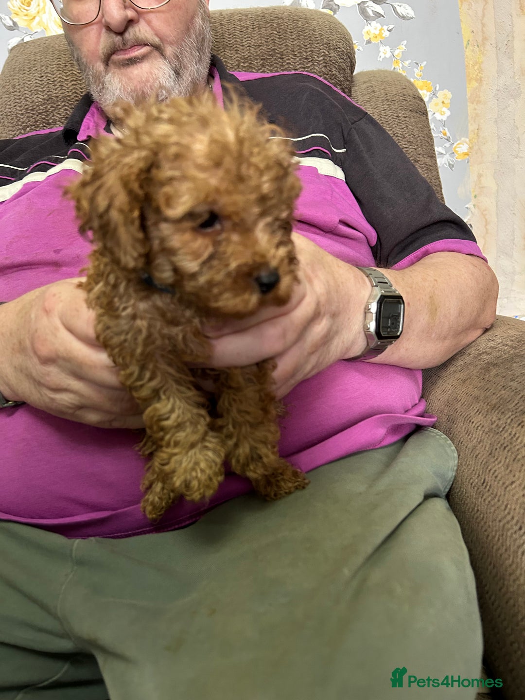 Toy Poodle dogs for sale: Red toy poodle - Image 6