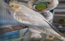 Parrots birds for sale: Stunning Birds/Parakeets/Parrots available  - Image 17