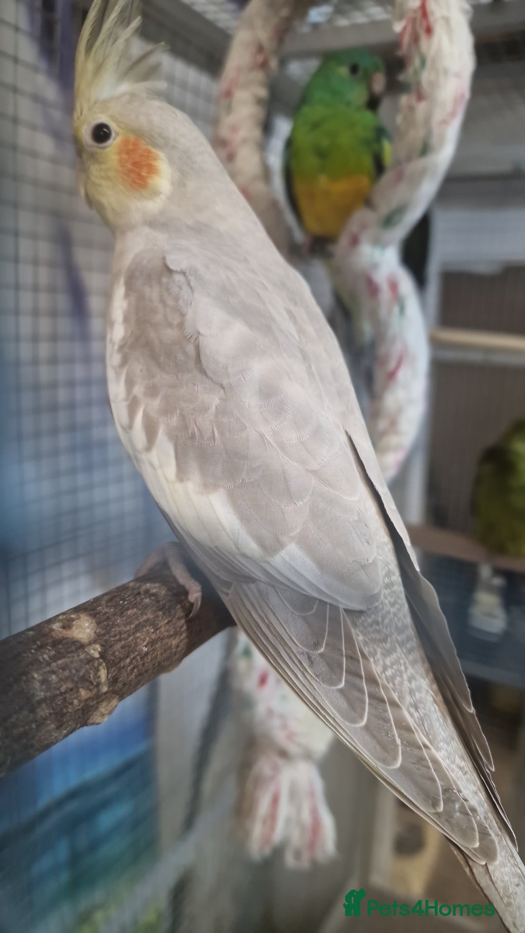 Parrots birds for sale: Stunning Birds/Parakeets/Parrots available  - Image 17