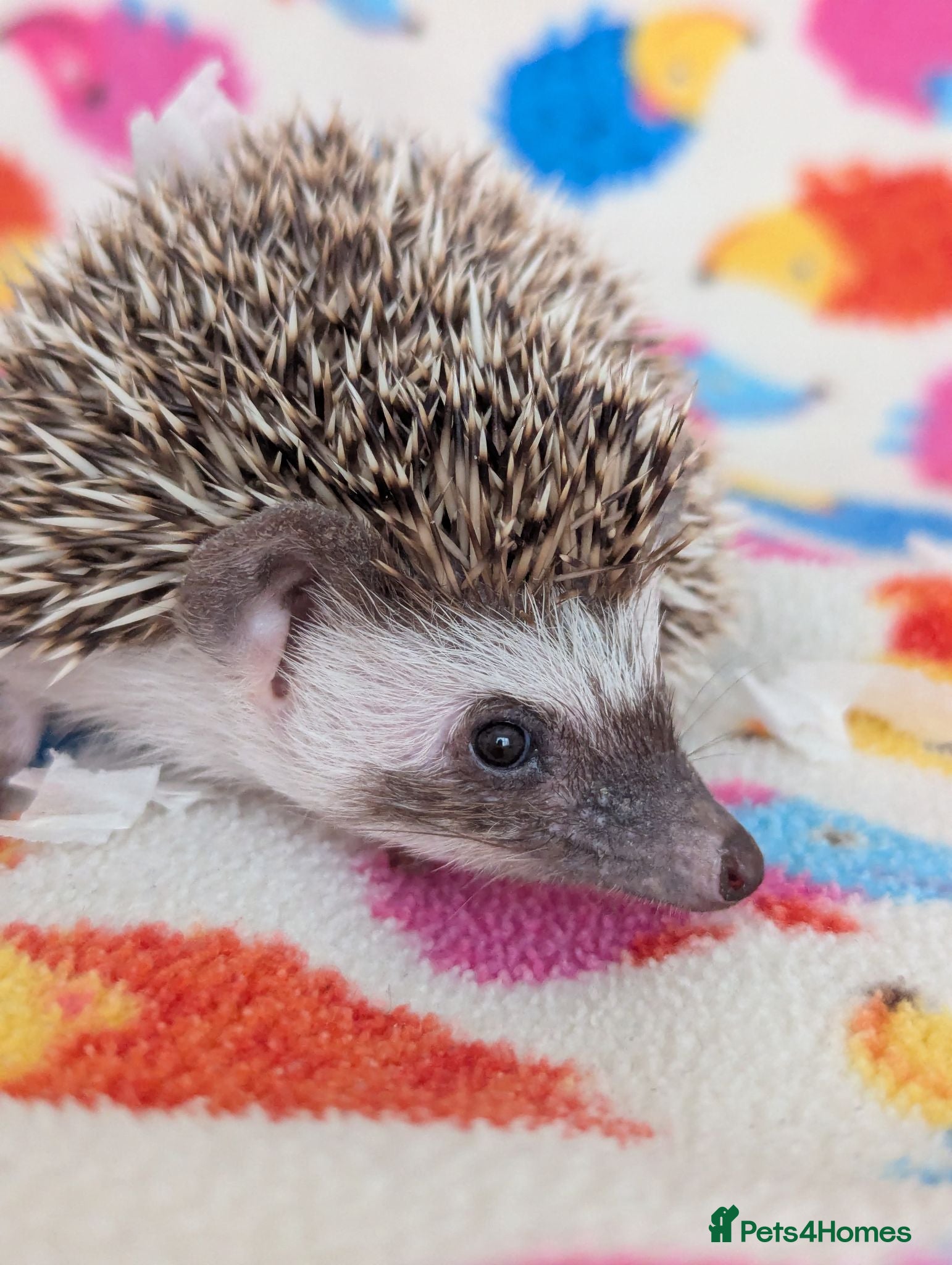 Pygmy Hedgehog rodents Reduced!!! 3 Stunning Females. Ready Now!!!! - Advert 1