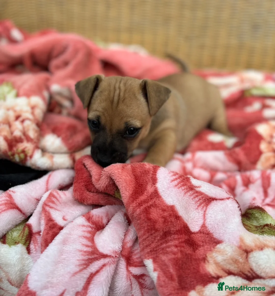Jack Russell dogs for sale: Beautiful Much Wenlock jack russell 1 boy left in Tilbury - Advert 2
