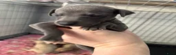 Mixed Breed dogs for sale: Italian greyhound 3/4 and 1/4 whippet puppies  - Advert 10