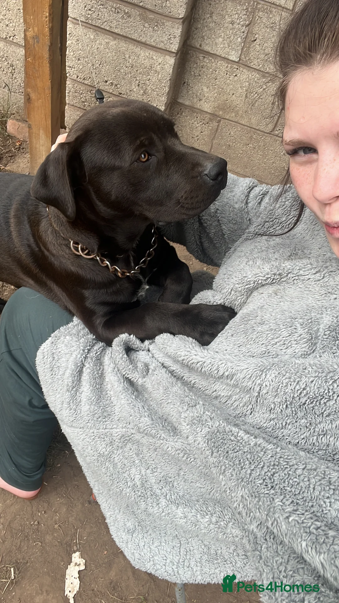Mixed Breed dogs for sale: Puppy - Advert 4