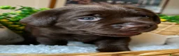 Labrador Retriever dogs for sale: STUNNING Chocolate Labrador Puppies  - Advert 31