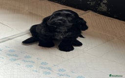 Cocker Spaniel dogs for sale: LAST 3 GIRLS ⭐️⭐️⭐️⭐️⭐️CH BLOODLINES  - Image 29