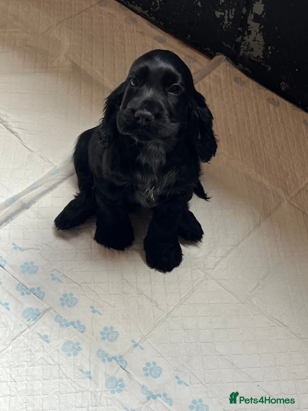 Cocker Spaniel dogs for sale: LAST 3 GIRLS ⭐️⭐️⭐️⭐️⭐️CH BLOODLINES  - Image 29
