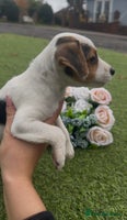 Jack Russell dogs Tri coloured Jack Russel pups - Advert 1