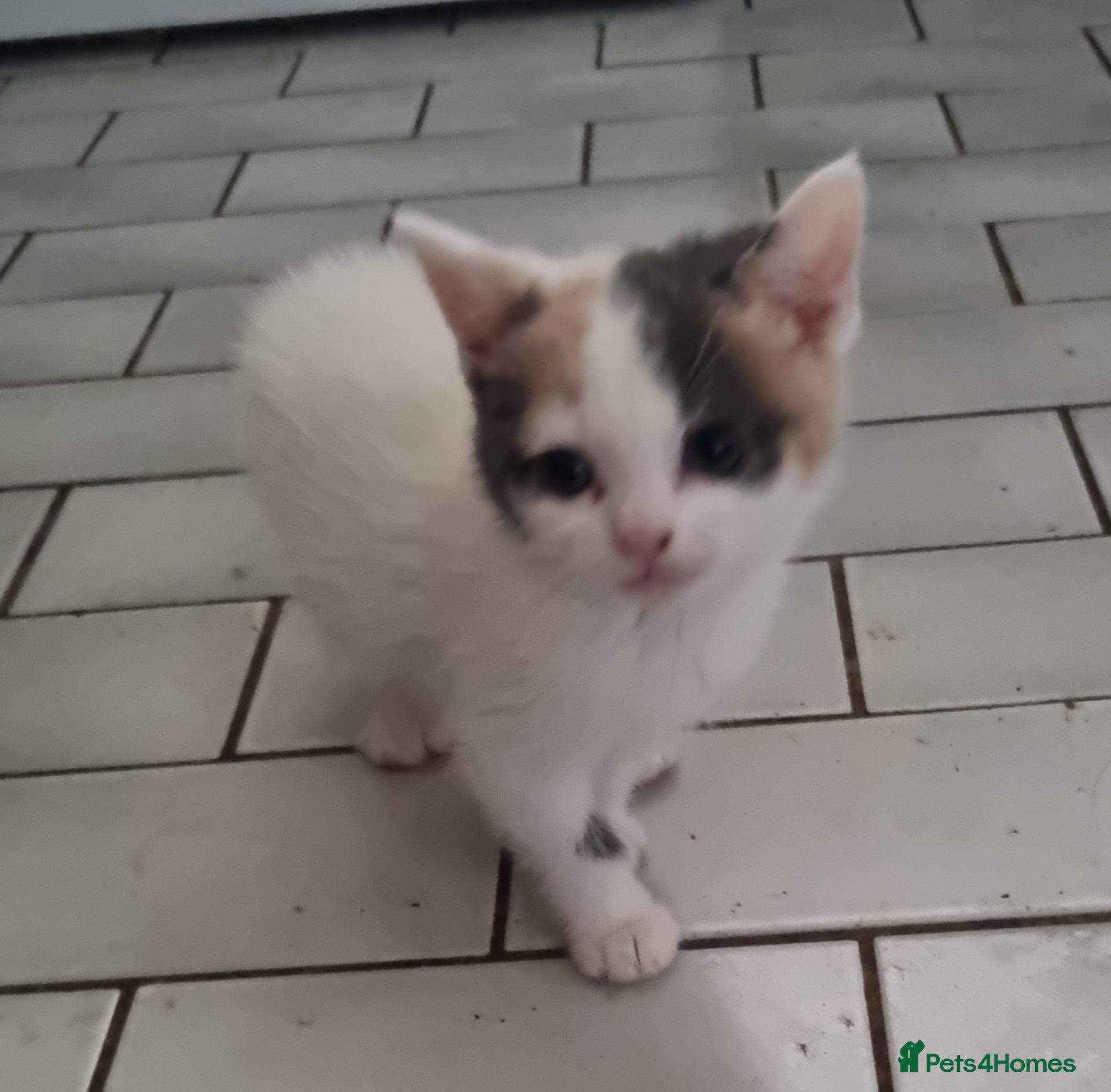 Mixed Breed cats 5 stunning kittens looking for  there new homes  - Advert 2