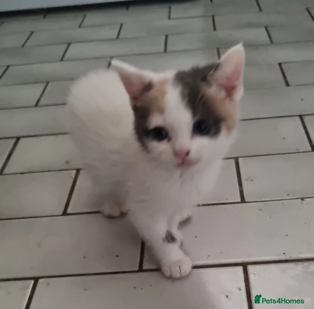Mixed Breed cats for sale: 5 stunning kittens looking for  there new homes  - Advert 2