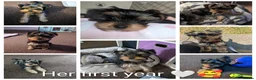 Yorkshire Terrier dogs for sale: Nyla 🖤 beautiful, fun & loving Yorkie 🐶 in Stoke-on-Trent - Advert 3