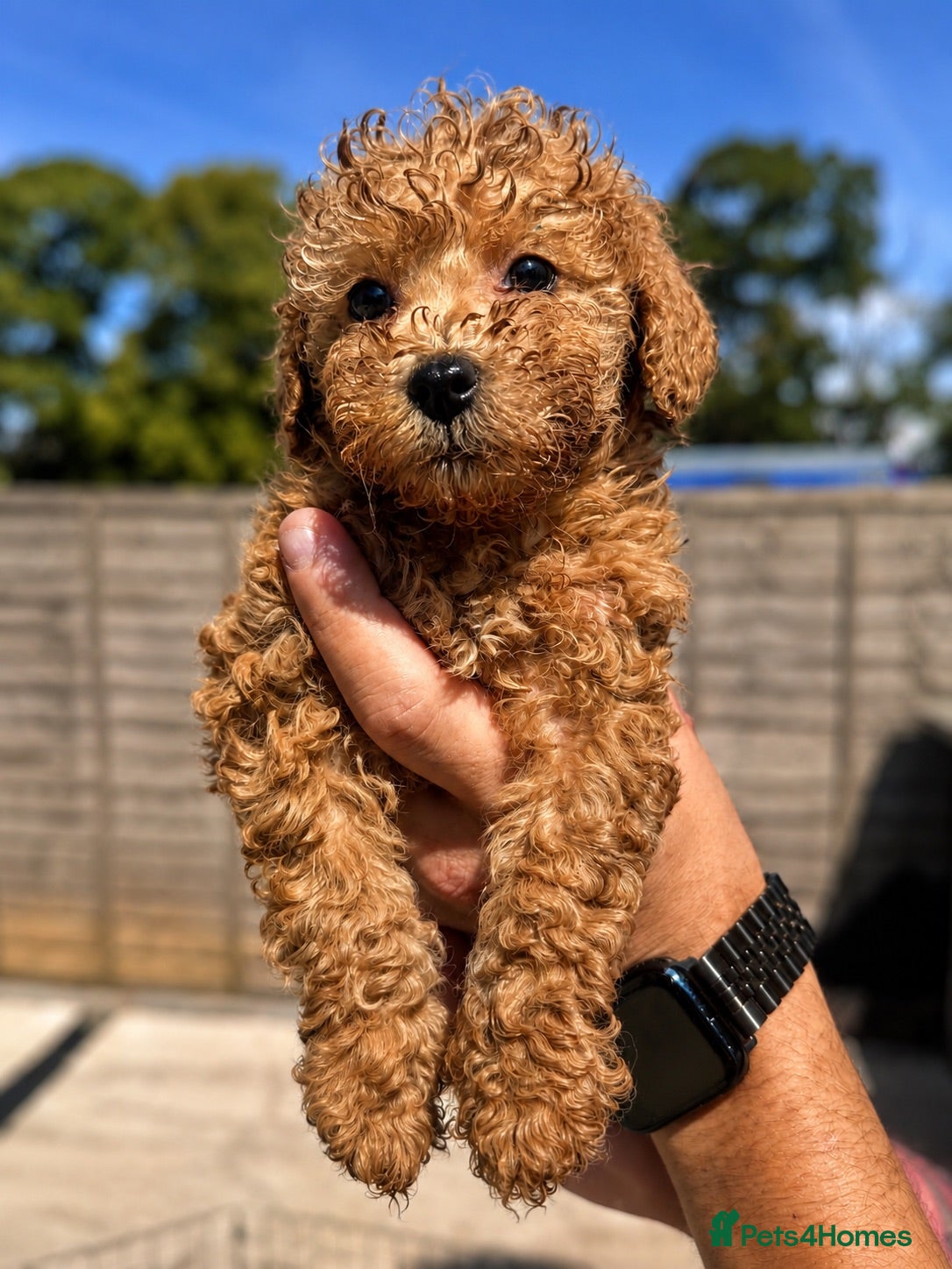 Toy Poodle dogs Beautiful Toy Poodle Puppies ❤️🐾🐩 - Advert 17