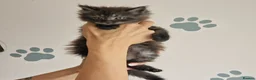 Maine Coon cats for sale: Outstanding pedigree mainecoons - Advert 4