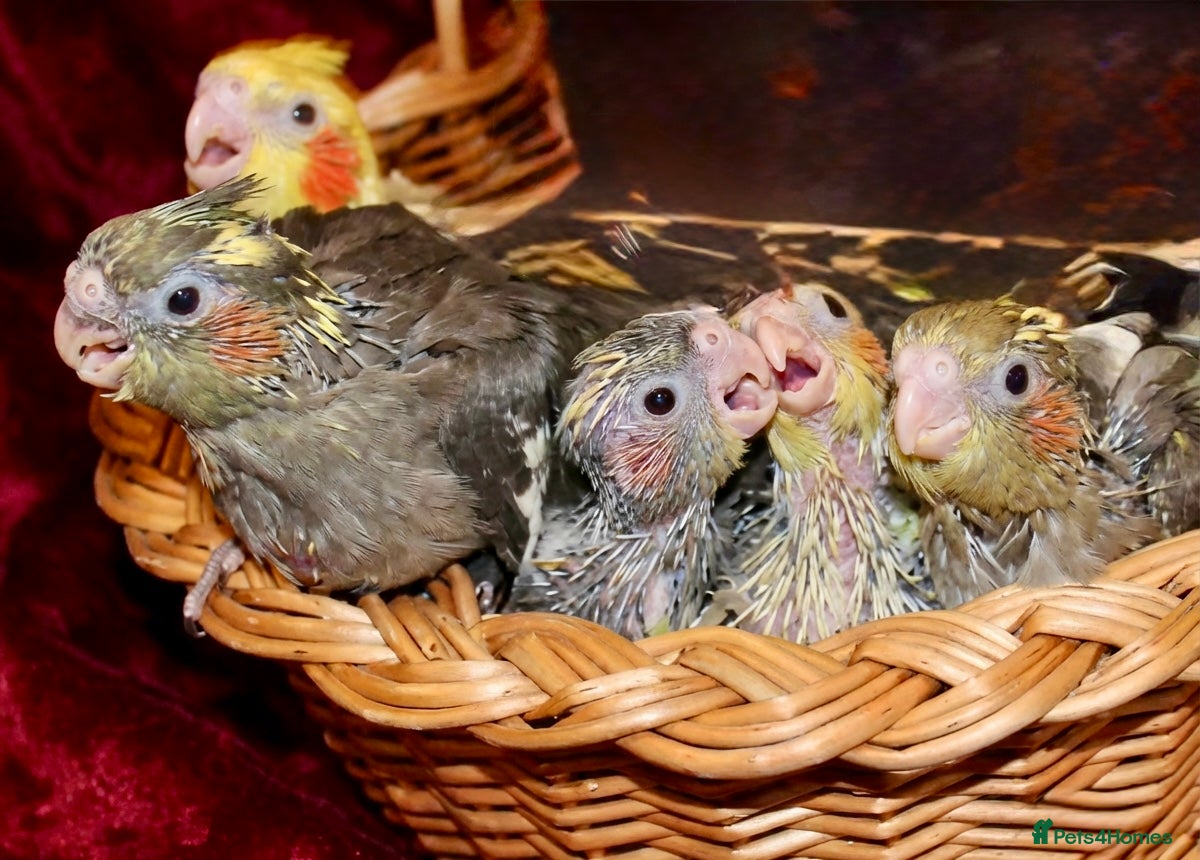 Cockatiels birds Hand Reared & Silly Tame Talking Baby Cockatiels  - Advert 5