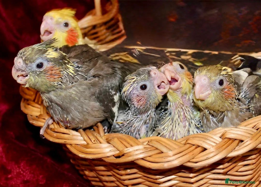 Cockatiels birds for sale: Hand Reared & Silly Tame Talking Baby Cockatiels  - Advert 1