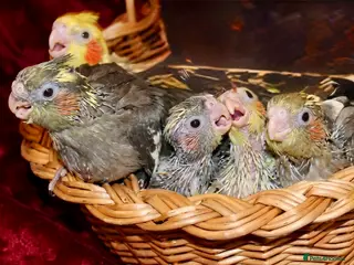 Cockatiels birds Hand Reared & Silly Tame Talking Baby Cockatiels - Advert 5
