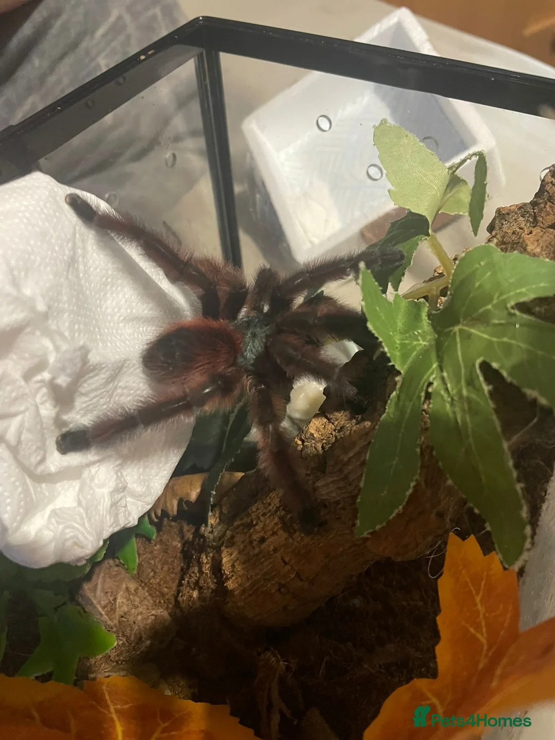 Tarantulas invertebrates for sale: Versi, curly hair, electric blue - Advert 16