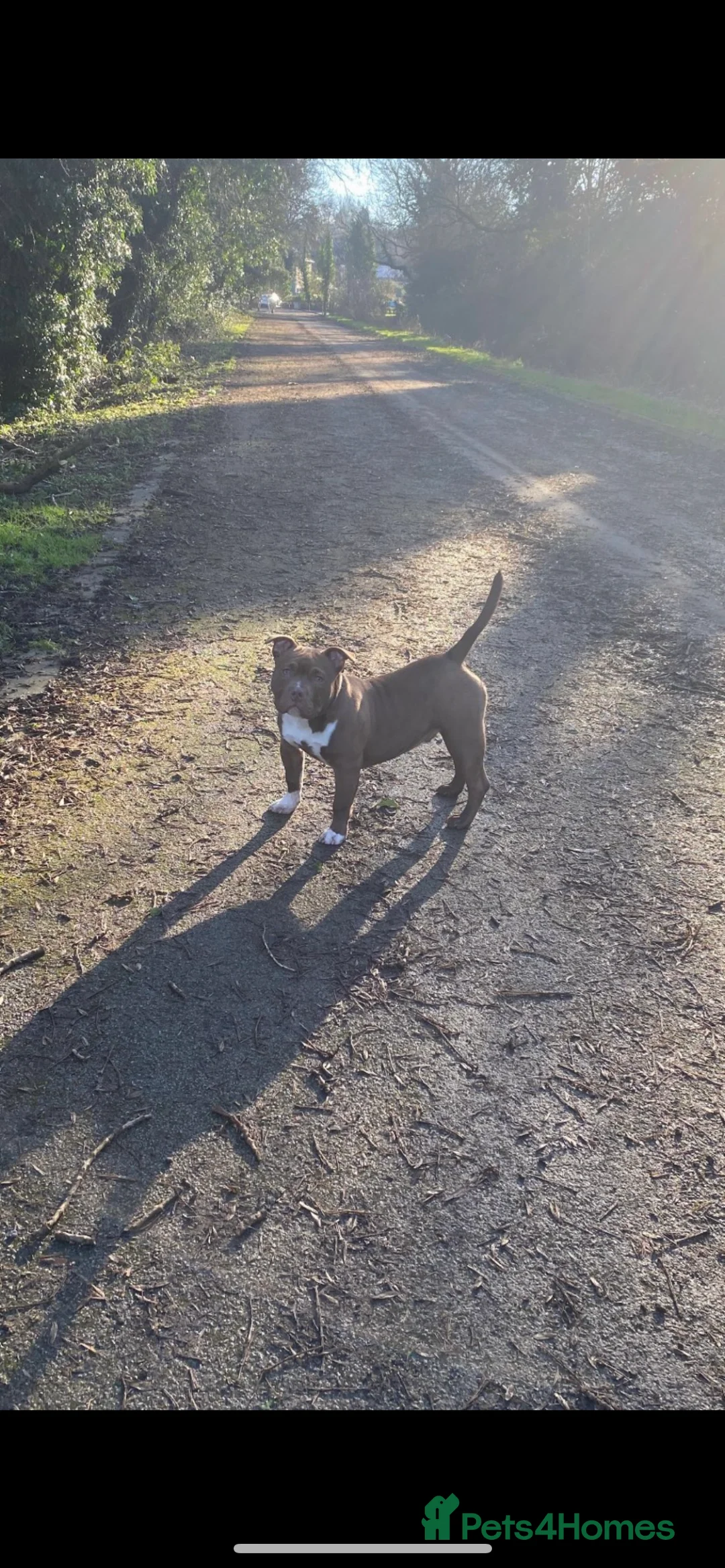 American Bully dogs for stud: Pocket Bully For Stud  - Advert 6