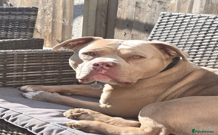 American Bully dogs - Advert 2