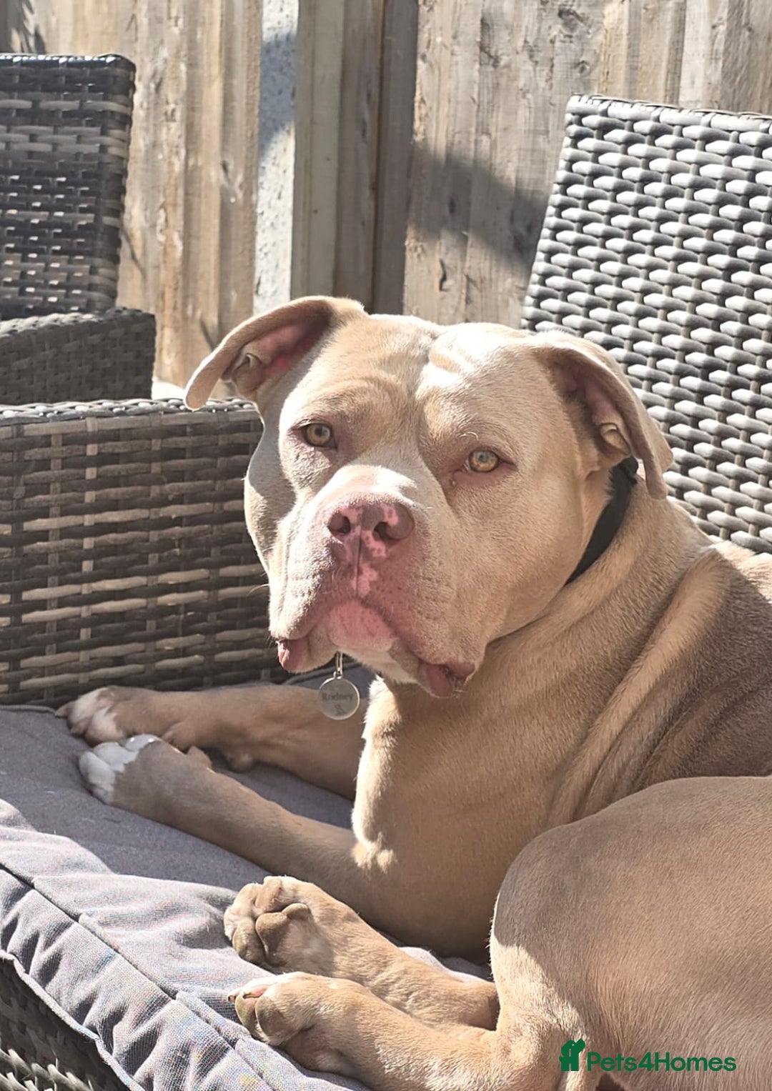 American Bully dogs for sale: 2 year old pocket bully - Image 1